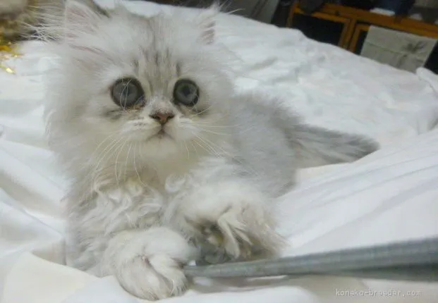 ID：1905-01939の子猫
