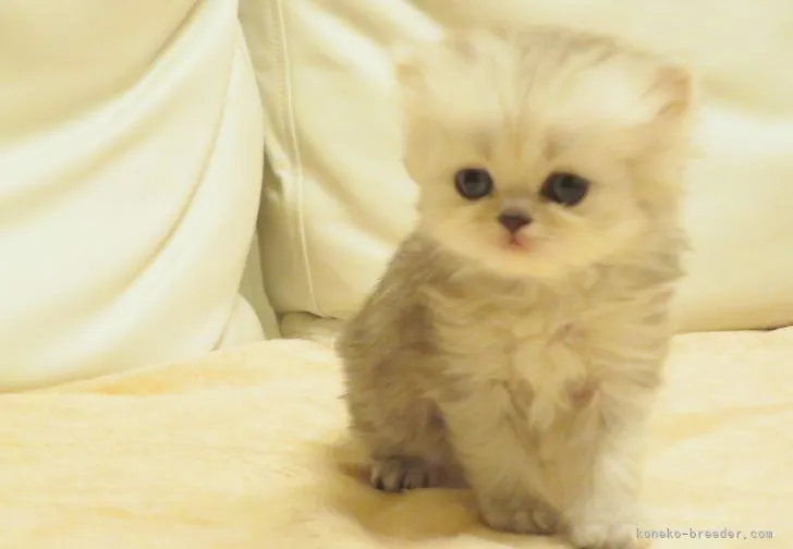 えっちゃん 様のお迎えした子猫