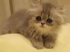 ペルシャ(チンチラ)【愛媛県・女の子・2019年6月30日・ブルーシューデッドシルバー】の写真1「9/7　撮影」
