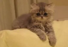 ペルシャ(チンチラ)【愛媛県・女の子・2019年6月30日・ブルーシューデッドシルバー】の写真3