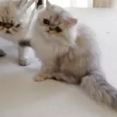 ペルシャ(チンチラ)【愛媛県・女の子・2025年4月26日・シェーデッドシルバー】の写真4