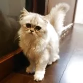 ペルシャ(チンチラ)【愛媛県・女の子・2025年4月26日・シェーデッドシルバー】の写真3