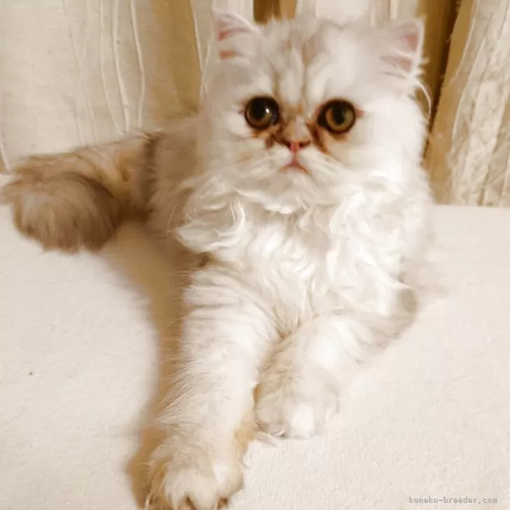 ペルシャ(チンチラ)【愛媛県・女の子・2025年4月5日・チンチラシルバー】の写真1