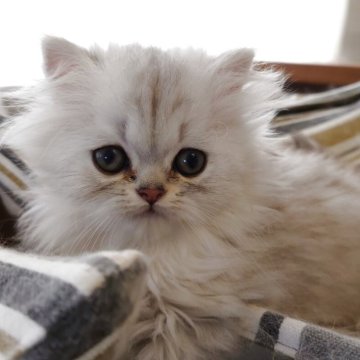 ペルシャ(チンチラ)【愛媛県・男の子・2025年7月26日・シェーデッドシルバー】の写真「お茶目な可愛い子です♪」