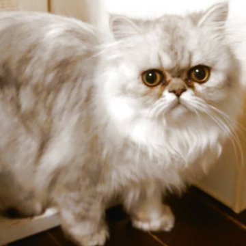 ペルシャ(チンチラ)【愛媛県・女の子・2025年4月1日・シェーデッドシルバー】の写真「ちょっぴりたれ目の可愛い子です♪」