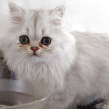 ペルシャ(チンチラ)【愛媛県・男の子・2025年7月26日・シェーデッドシルバー】の写真「お茶目な可愛い子です♪」