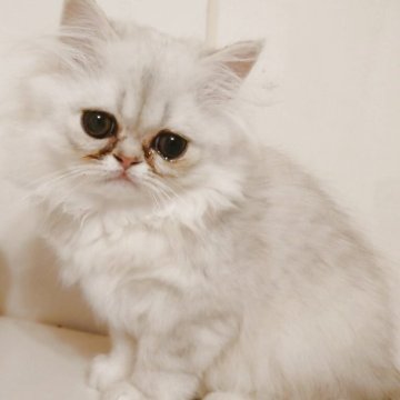 ペルシャ(チンチラ)【愛媛県・男の子・2025年7月26日・シェーデッドシルバー】の写真「とても愛らしいお顔の男の子」