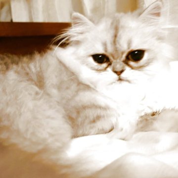 ペルシャ(チンチラ)【愛媛県・女の子・2025年4月1日・シェーデッドシルバー】の写真「綺麗なお目目の美人さん」