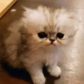 ペルシャ(チンチラ)