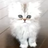 ペルシャ(チンチラ)