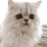 ペルシャ(チンチラ)