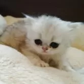 ペルシャ(チンチラ)