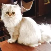 ペルシャ(チンチラ)
