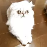 ペルシャ(チンチラ)