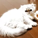 ペルシャ(チンチラ)