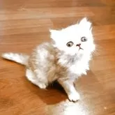 ペルシャ(チンチラ)