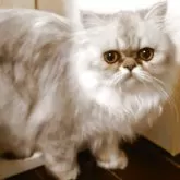 ペルシャ(チンチラ)