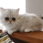 ペルシャ(チンチラ)