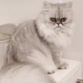 ペルシャ(チンチラ)