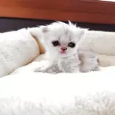 ペルシャ(チンチラ)