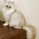 ペルシャ(チンチラ)