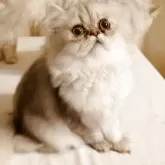 ペルシャ(チンチラ)