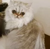 ペルシャ(チンチラ)