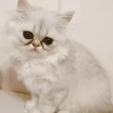 ペルシャ(チンチラ)