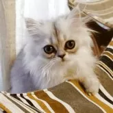 ペルシャ(チンチラ)
