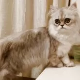 ペルシャ(チンチラ)