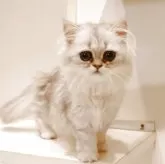ペルシャ(チンチラ)