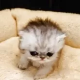 ペルシャ(チンチラ)【愛媛県・女の子・2025年4月26日・シェーデッドシルバー】の写真15