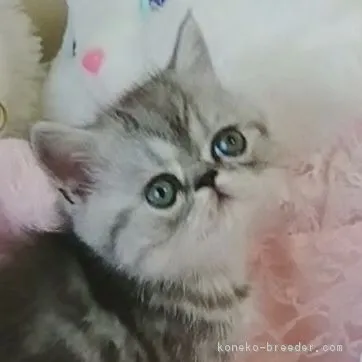 ID：1710-01098の子猫