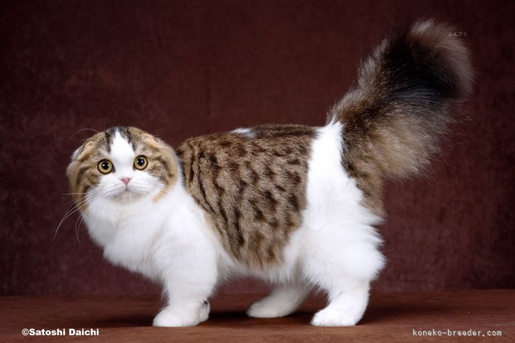 久保田彩ブリーダー