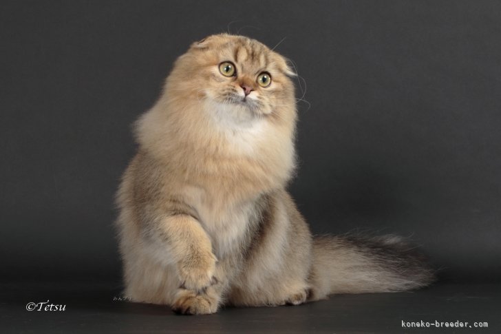 【2024-25年度TICA ASIA EAST Regional BEST KITTEN】｜久保田　彩(くぼた　あや)ブリーダー(千葉県・スコティッシュフォールドなど・CFA/TICA/PCM(TICA傘下)四代血統書登録)の紹介写真2