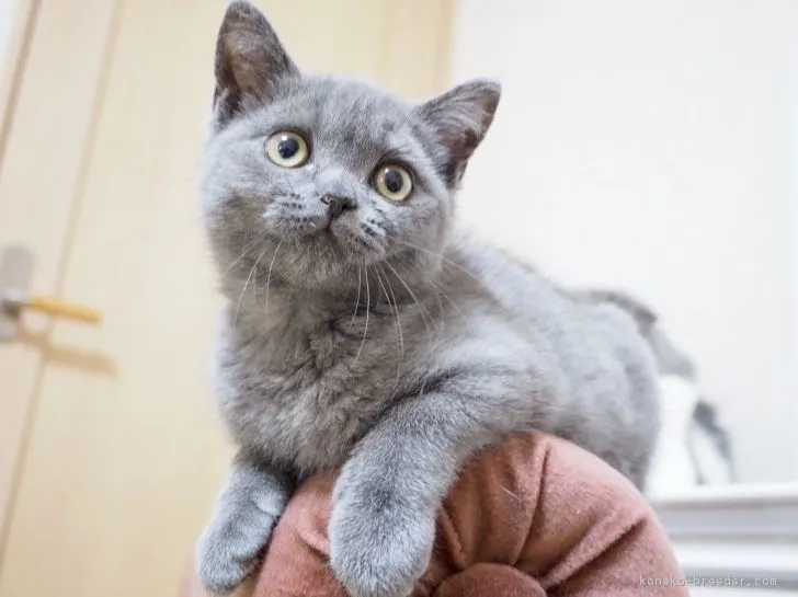 ID：1803-01335の子猫