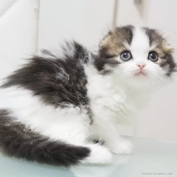 ID：2401-00073の子猫