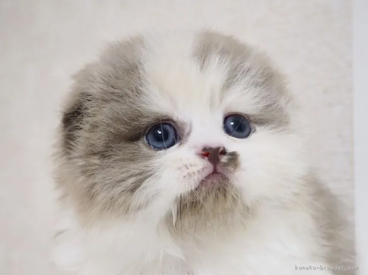 福田　万里代 様のお迎えした子猫