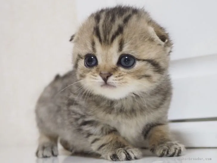 ID：1711-00475の子猫