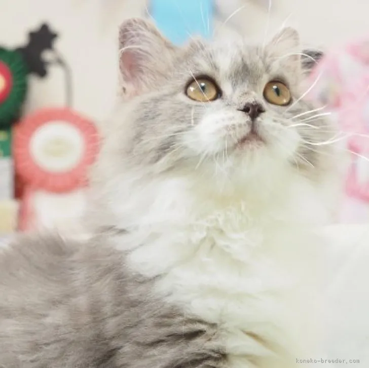 ID：2307-01977の子猫