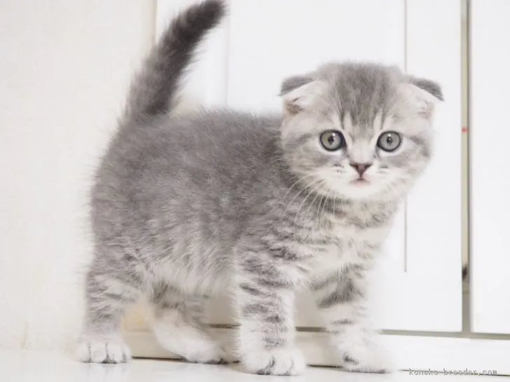 こたろうママ 様のお迎えした子猫