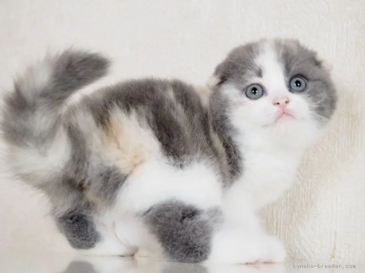 ID：1804-01759の子猫