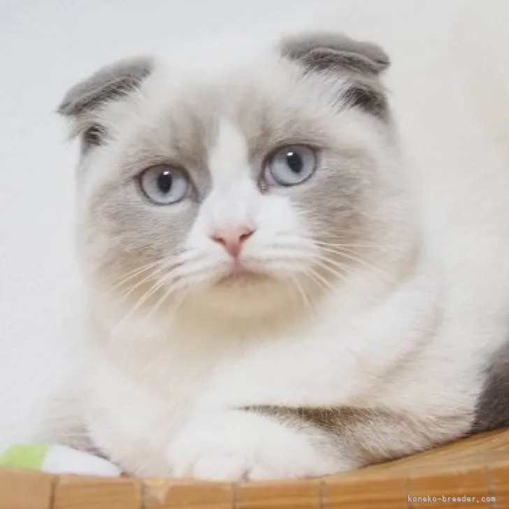 ID：2306-00104の子猫