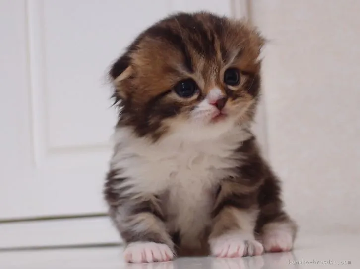 萌ママ 様のお迎えした子猫