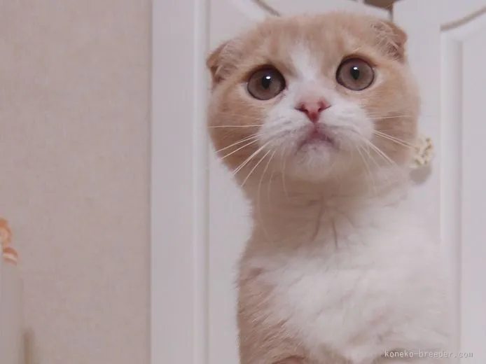 ID：1505-00012の子猫