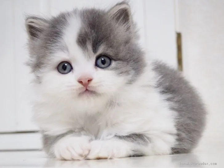 ID:1906-01261の子猫