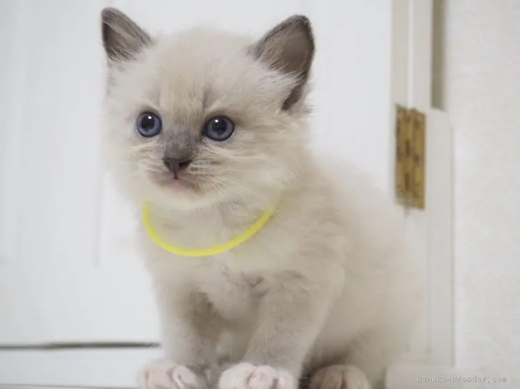 ID：1708-00323の子猫