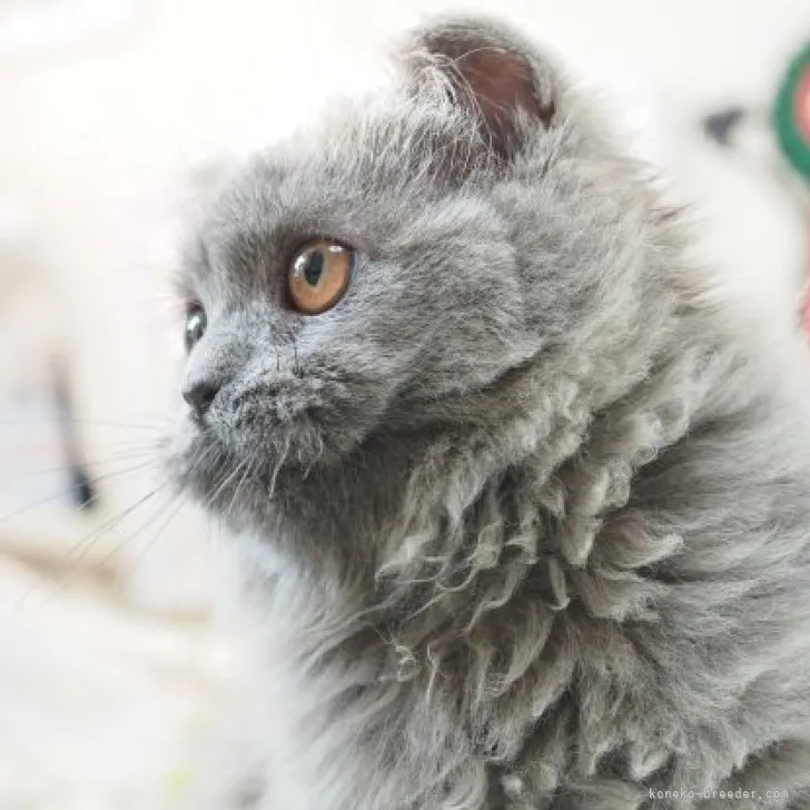 ID：2307-01978の子猫