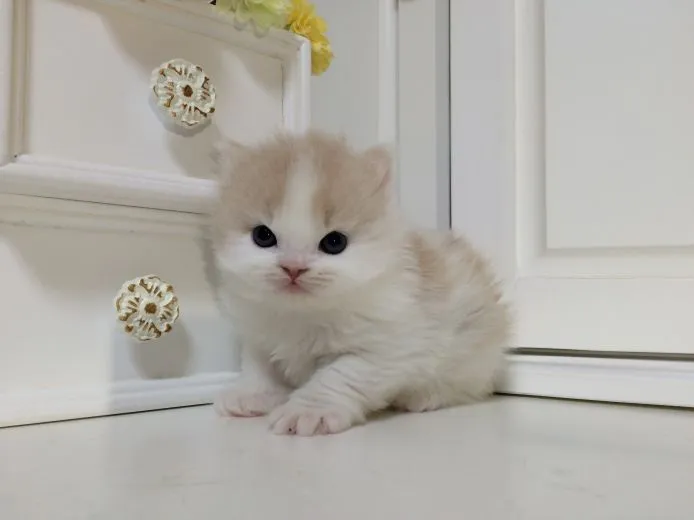 ID:1501-00262の子猫