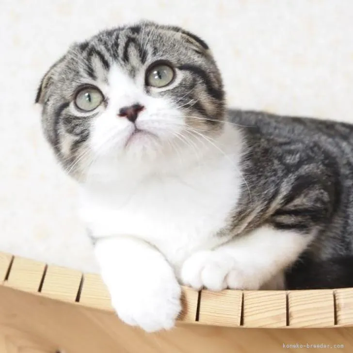 ID：2205-01975の子猫